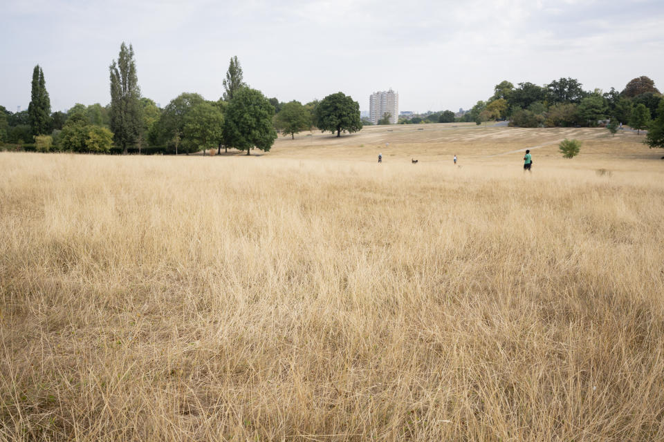 A landscape of dry, brown and parched grass in Brockwell Park during the UK drought, on 15th August 2022, in London, England. A hosepipe ban remains in place for the Thames Water area that includes London and the south-east. (Photo by Richard Baker / In Pictures via Getty Images)