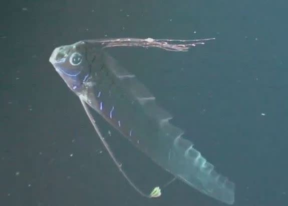 <b>Oarfish in its natural habitat</b><br>Many sea-serpent legends were spawned by these elusive fish over the years, and finding one washed up on shore is considered an omen of disaster. Seeing one alive is extremely rare, but scientists managed to record one in its deep-ocean natural habitat for the first time this year.