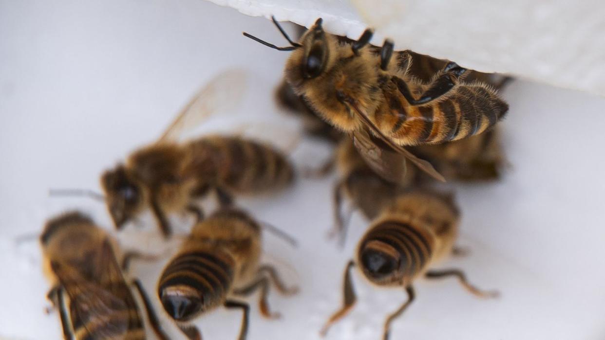 Bienenarbeiterinnen kommen aus ihrem Bienenstock.