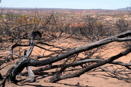 A scorched mesquite tree is seen among the thousands of acres that burned from wildfires during a severe drought outside Jayton, Texas, in this file photo taken May 21, 2011. REUTERS/Elliott Blackburn/Files