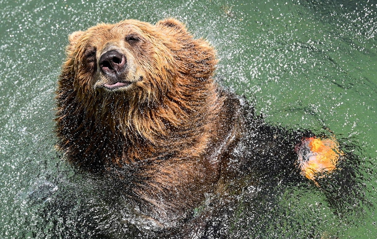 A brown bear cools off in a pool at the Rome Zoo during a heatwave. (EPA)