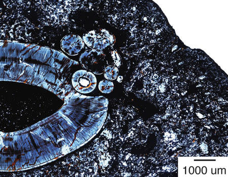A histological thin section of the gorgonopsid lower jaw of a saber-tooth mammal-like beast that prowled Tanzania 255 million years ago, taken near the top of the canine root showing the cluster of small circles, indicative of compound odontoma. Courtesy of Chistian Sidor/Megan Whitney/Handout via REUTERS