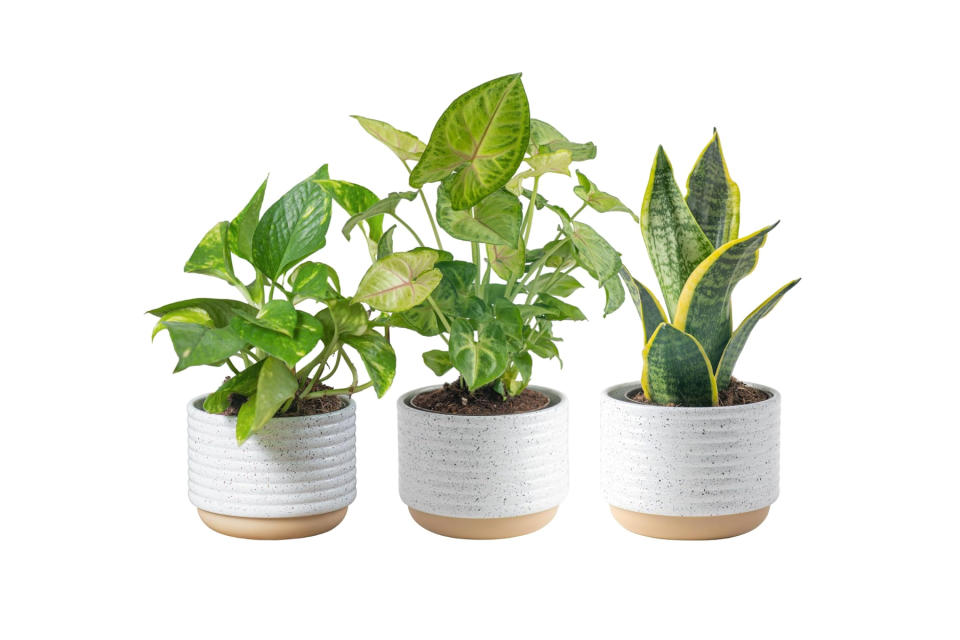 costa farms houseplants amazon