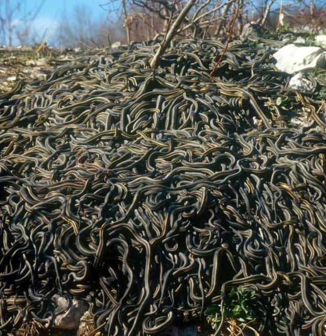 Professor Langkilde said there were close to 10,000 snakes at this den. Source: Professor Tracy Langkilde