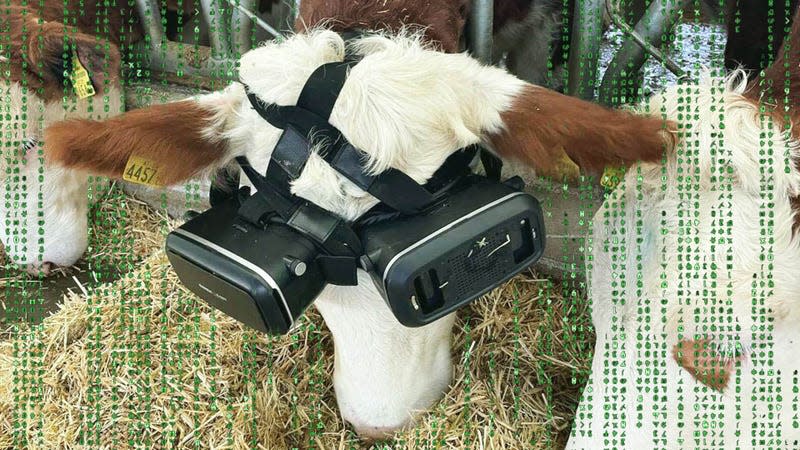 A cow wearing two VR headsets next to other cows not wearing any VR gear. 