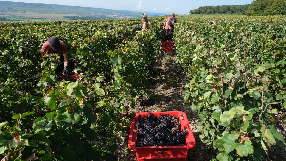 Workers harvest grapes in a Champagne region in Châtillon-sur-Marne, France. - Thierry Monasse/Getty Images