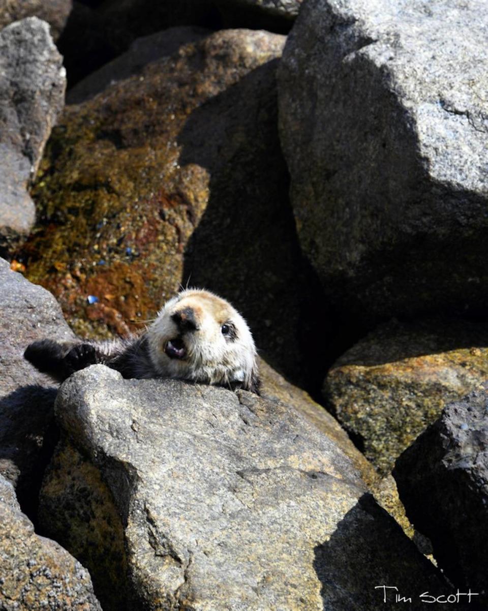 A mom otter can be seen stuck in the riprap near Morro Rock in Morro Bay.