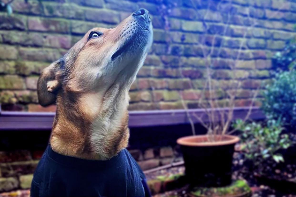 Dog in blue shirt looks up