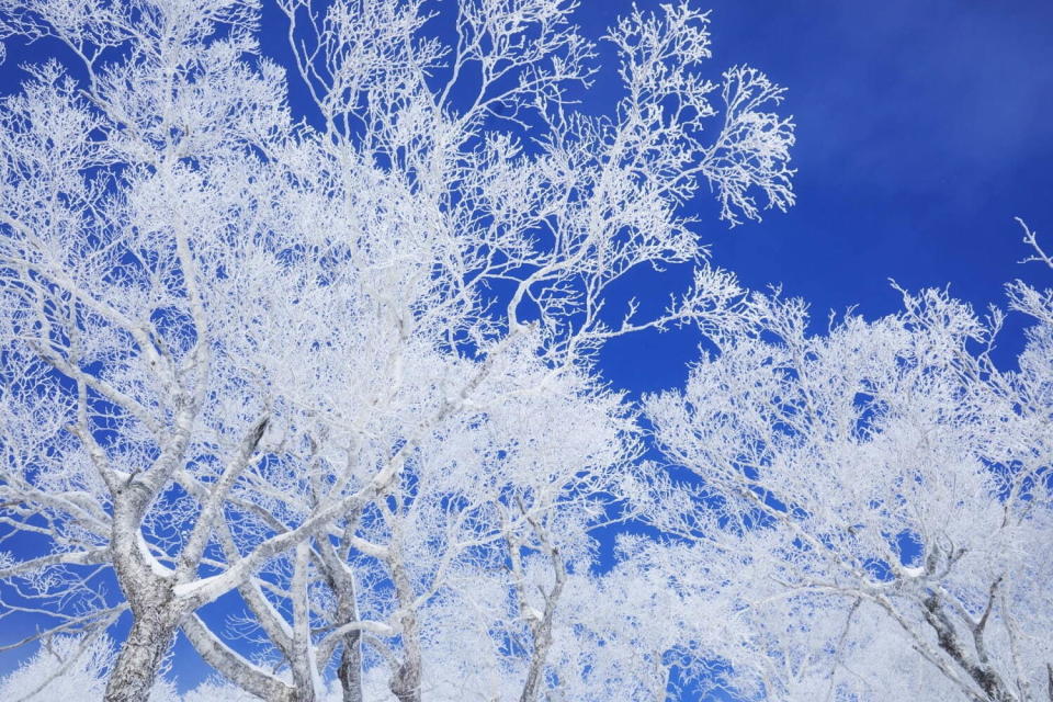 【冬日夢幻絕景】零度以下的絕美霧冰！北海道千米高平台觀賞雪景