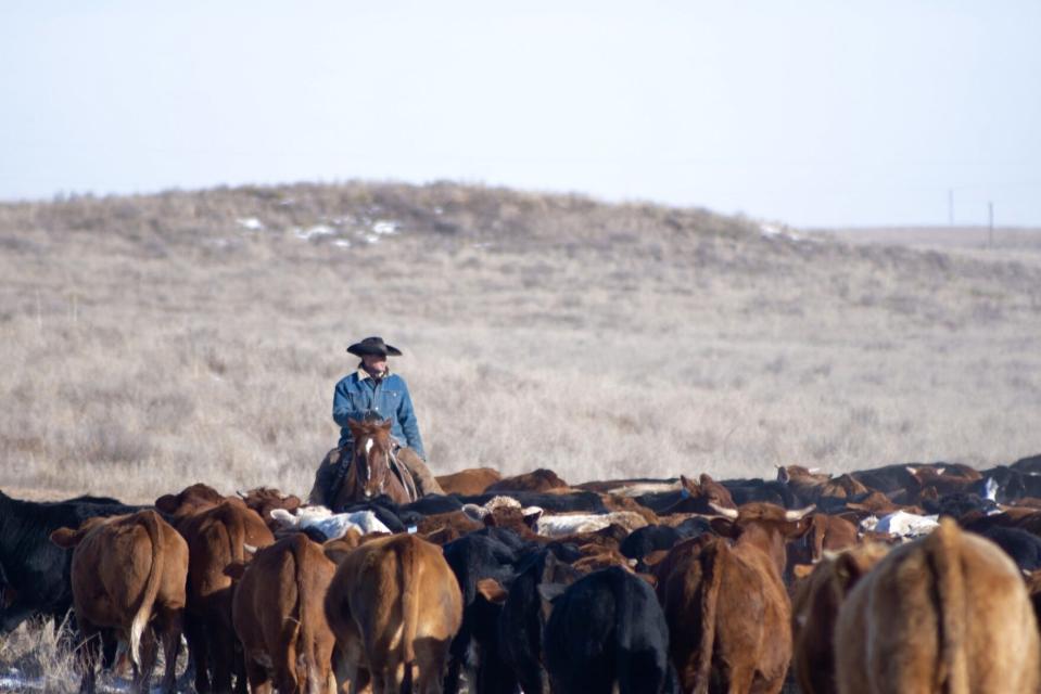 Kelly Anthony checks on his cattle in his pasture. Behind him are rolling hills of grassland in the southern high plains, where he has worked at restoring some of his land.