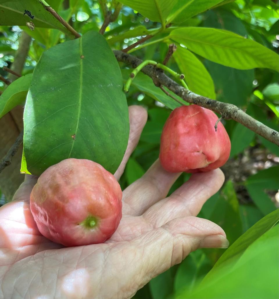 Madeline Bohannon aholds nd a pair of her red wax jambu fruit