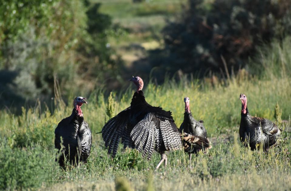 A wild turkey stretches its wings in the early morning sun Tuesday. A flock of turkeys has taken up residence at the Promenade Shops at Centerra near the U.S. Highway 34 and Interstate 25 interchange.