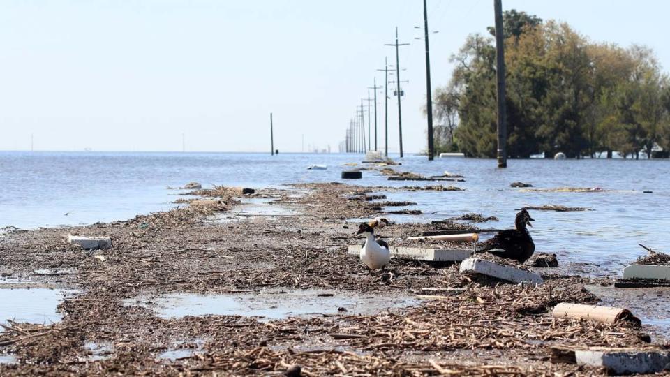 Two ducks walk on southbound 6th Avenue as it disappears beneath the widespread flooding seen about 1 mile south of Quebec Avenue south of the City of Corcoran where flooding is re-creating the old Tulare Lake. Photographed Thursday, April 6, 2023 south of Corcoran, California.