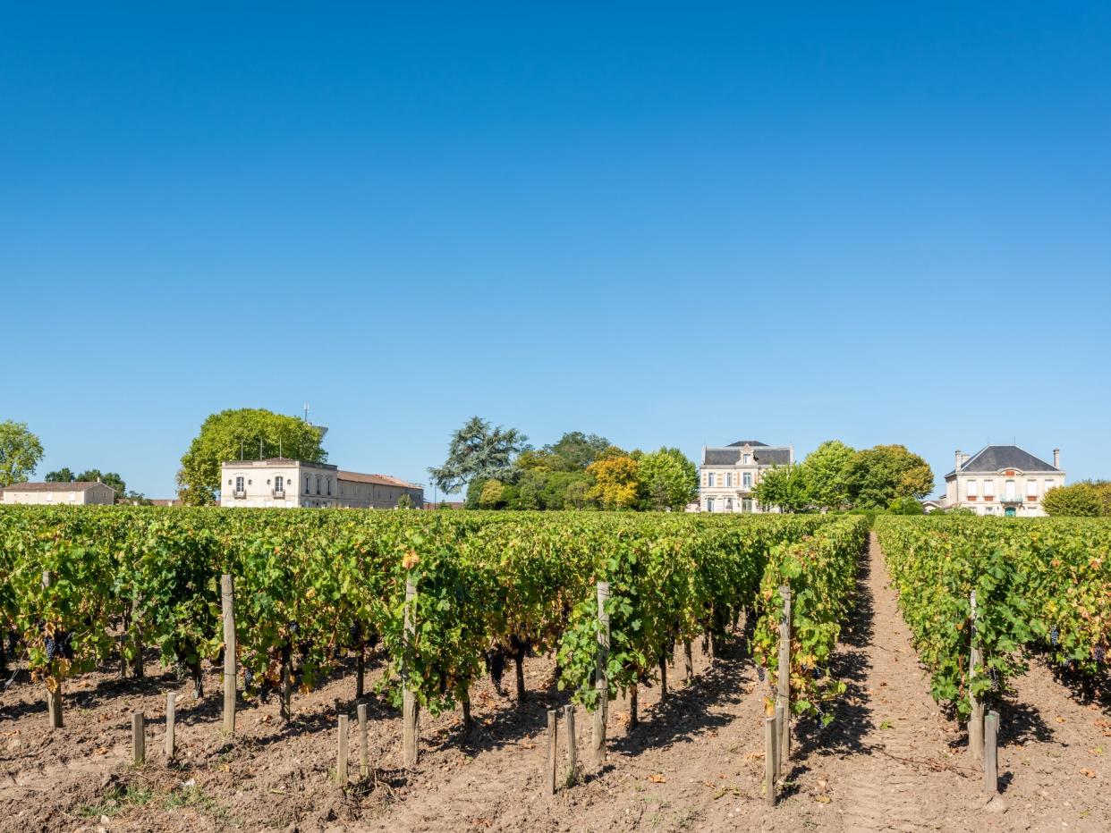 Grapes and vineyards of Margaux, in the famous Medoc area in France: Getty