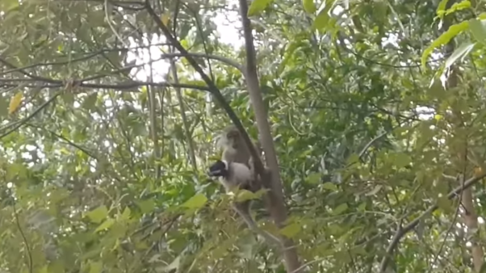 幼犬Saru被當地猴子綁架，甚至被帶至樹上。（圖／翻攝自Francis Yirdaki CT臉書）