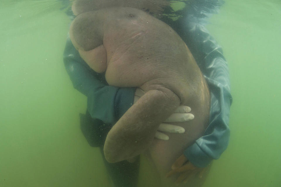 The dugong have a cuddle under water. 