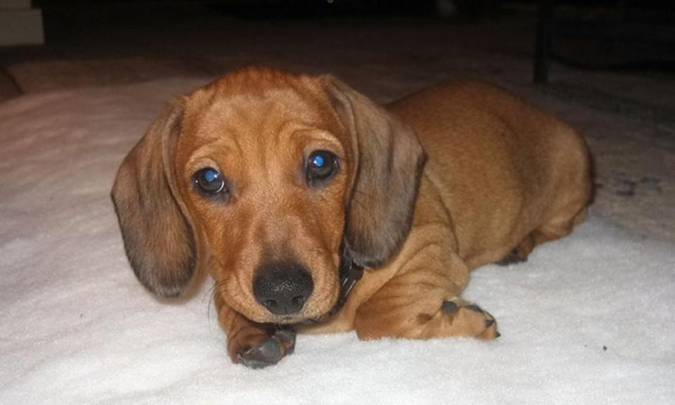 Helen Bailey’s dachshund Boris, whose body was found with hers.