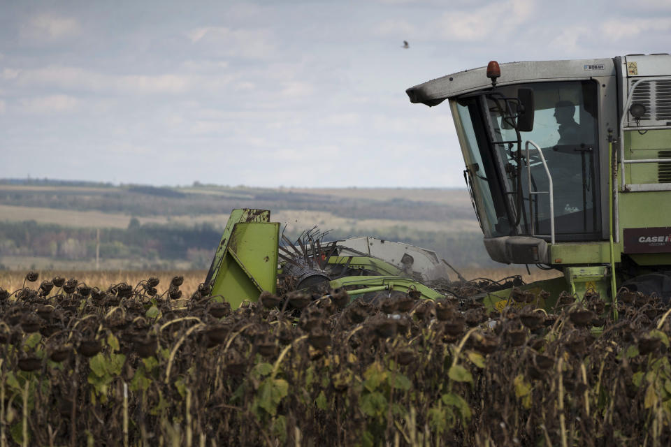 A worker drives a tractor during the sunflowers harvesting on a field in Donetsk region, eastern Ukraine, Friday, Sept. 9, 2022. Ukrainian farms near the front lines are facing constant shelling that is damaging fields, equipment and buildings and making it difficult to plant and harvest crops. (AP Photo/Leo Correa)