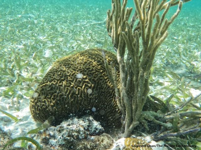 Scientists Use NASA Satellite Data to Determine Belize Coral Reef Risk –  Climate Change: Vital Signs of the Planet