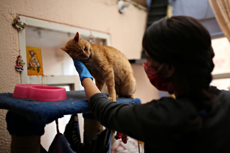 Tatiana Aguayo, de 35 años, activista por los derechos de los animales, acaricia un gato en un refugio de animales, mientras usa una mascarilla por el brote de coronavirus (COVID-19), en Bogotá, Colombia.