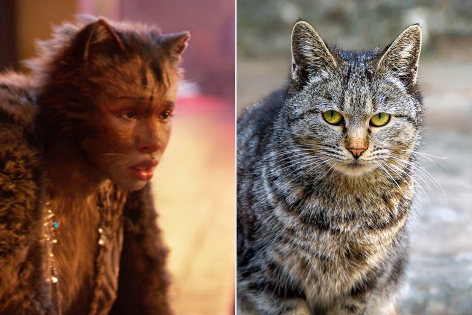 Jennifer Hudson as Grizabella v. This Cat Who Is Also Clearly Tired of Being Treated Like Garbage 