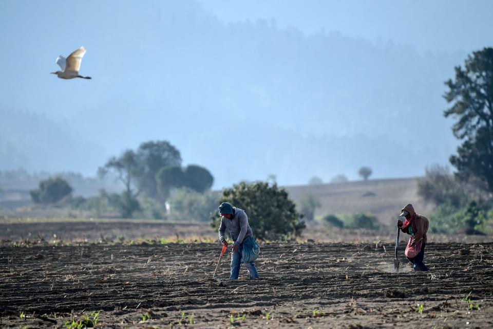 Farmers work in a corn field in San Pedro Nexapa, Mexico state, on April 3, 2020, during the outbreak of the novel coronavirus. (Photo by PEDRO PARDO / AFP) (Photo by PEDRO PARDO/AFP via Getty Images)