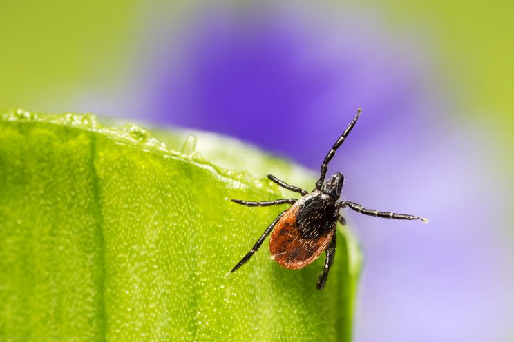 Ixodes scapularis, commonly known as the ‘deer tick’ or ‘blacklegged tick’ has been found to carry the virus. <em>(Image via Getty)</em>