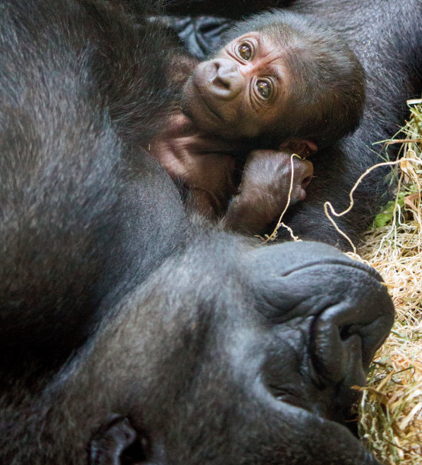 Kira has been nursing her new baby since giving birth last week (AP/Philadelphia Zoo)