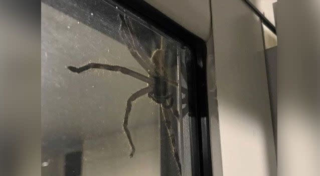 A spider the size of a dinner plate has terrorised a Queensland family