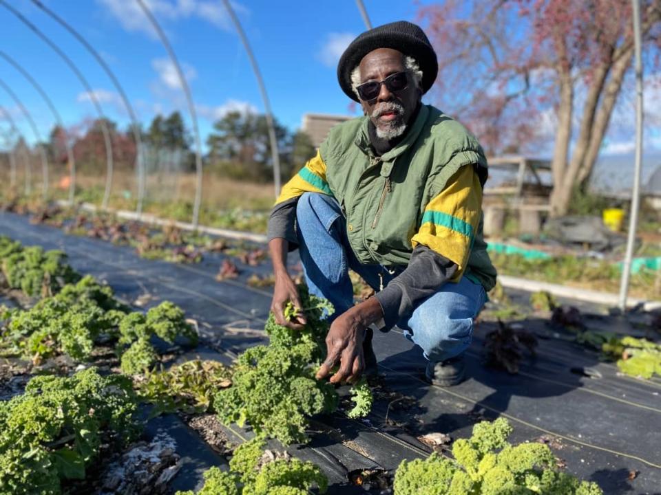 Anan Lololi, executive director of the Afri-Can FoodBasket, picks winter kale at the Ujamaa Farm in North York.  (Talia Ricci/CBC - image credit)