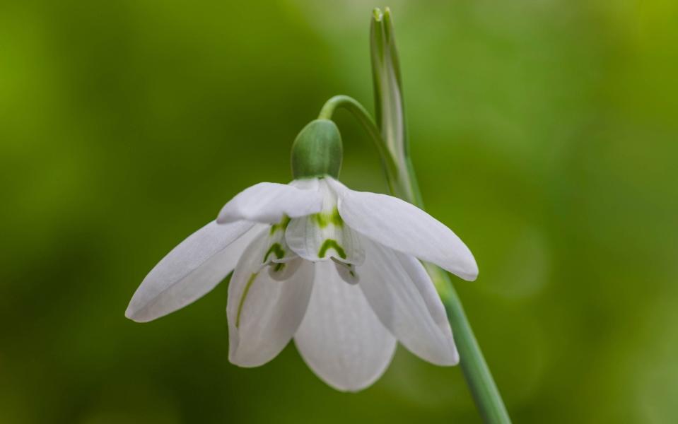 Galanthus elwesii 'Godfrey Owen' - Gap Photos 