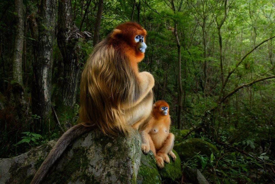 "The Golden Couple" by Marsel van Oosten. Two orange monkeys sit in a forest.