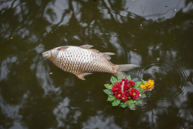 Thai Officials Warn Releasing Fish Into Nature Won't Bring Good Karma but  Ecological Harm