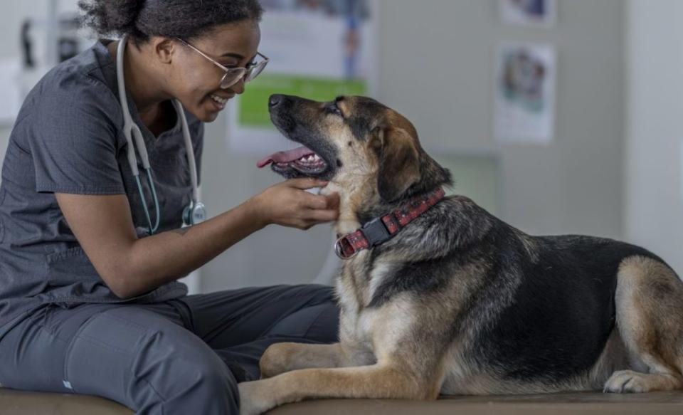 Veterinarian happily looking at a large breed dog she just prescribed gabapentin to.