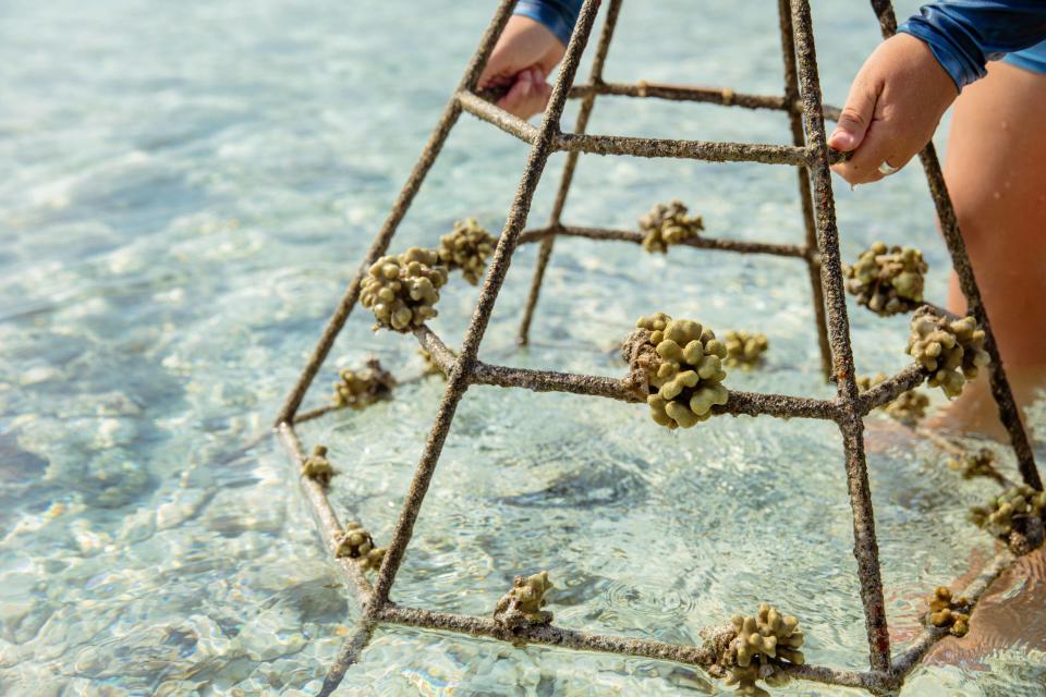 Patina Maldives - Fari Islands - Coral Restoration Project