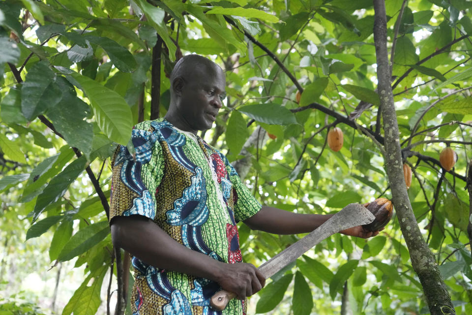 Farmer Kehinde Kumayon shows a rotten cocoa pod at his farm inside the conservation zone of the Omo Forest Reserve in Nigeria on Wednesday, Aug. 2, 2023. Farmers, buyers and others say cocoa heads from deforested areas of the protected reserve to companies that supply some of the world’s biggest chocolate makers. (AP Photo/Sunday Alamba)