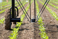 The prototype of an autonomous weeding machine by Swiss start-up ecoRobotix is pictured during tests on a sugar beet field near Bavois, Switzerland May 18, 2018. REUTERS/Denis Balibouse