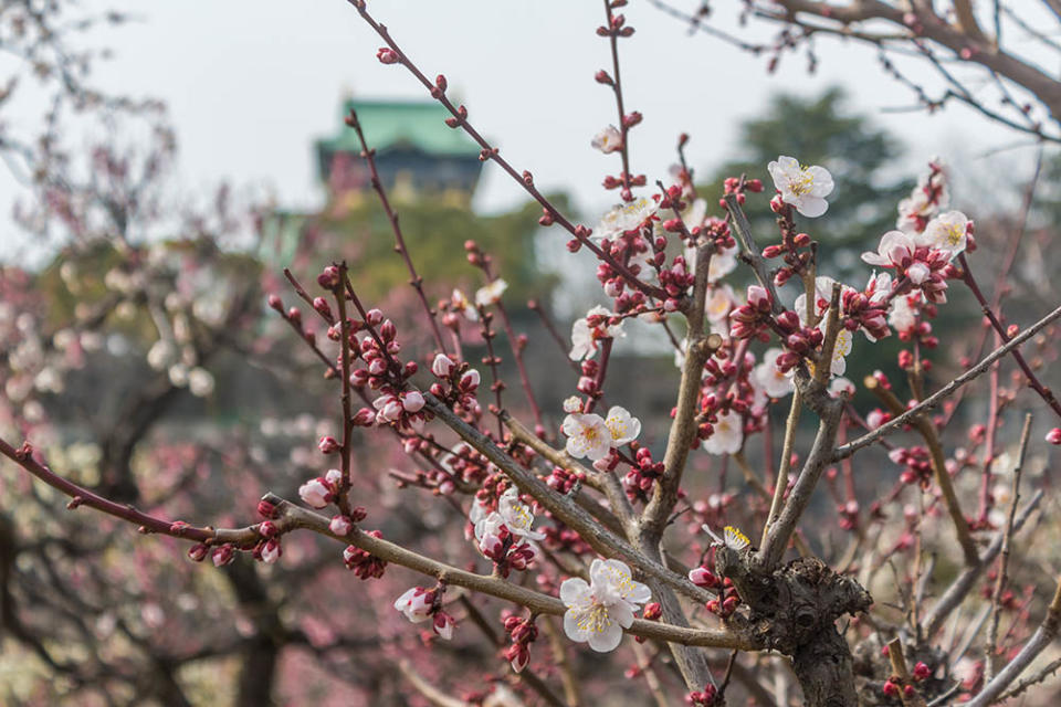 大阪城梅林（Image Source : Getty Creative/500px Plus）