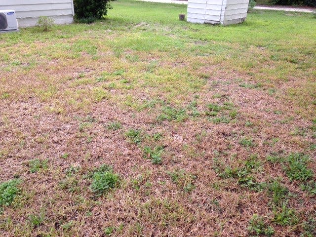 Lawn turning brown with chinch bug damage.