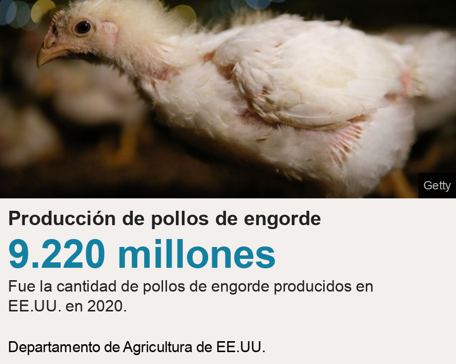 Producción de pollos de engorde.  [  9.220 millones Fue la cantidad de pollos de engorde producidos en EE.UU. en 2020.  ] , Source: Departamento de Agricultura de EE.UU., Image: Un pollo de engorde en una granja 