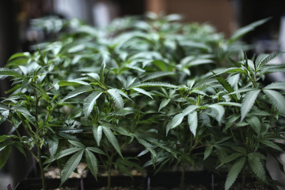 FILE - In this Aug. 15, 2019 file photo, marijuana grows at an indoor cannabis farm in Gardena, Calif. California's legal pot market is growing, just not as fast as once expected. The state pulled in $74 million in cannabis excise taxes between April and June, after the Newsom administration in May sharply scaled back projected tax dollars from the shaky legal market. The figure released Thursday, Aug.22, 2019, marked an increase from the first quarter, when excise tax collections hit $61 million.(AP Photo/Richard Vogel,File)