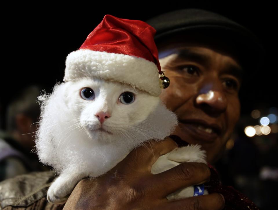 Man holds cat wearing Santa Claus costume at San Francisco Square during Christmas celebrations in La Paz