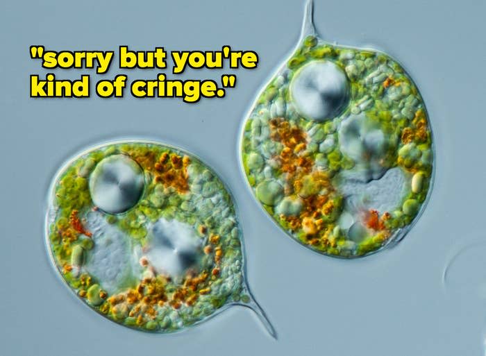 microscope image of two cells with the text, sorry but you're kind of cringe