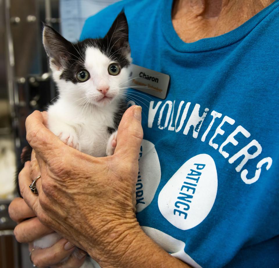 Marion County Animal Services volunteer Charon Hudson holds a newly adopted kitten named Tokyo at the shelter earlier this year.