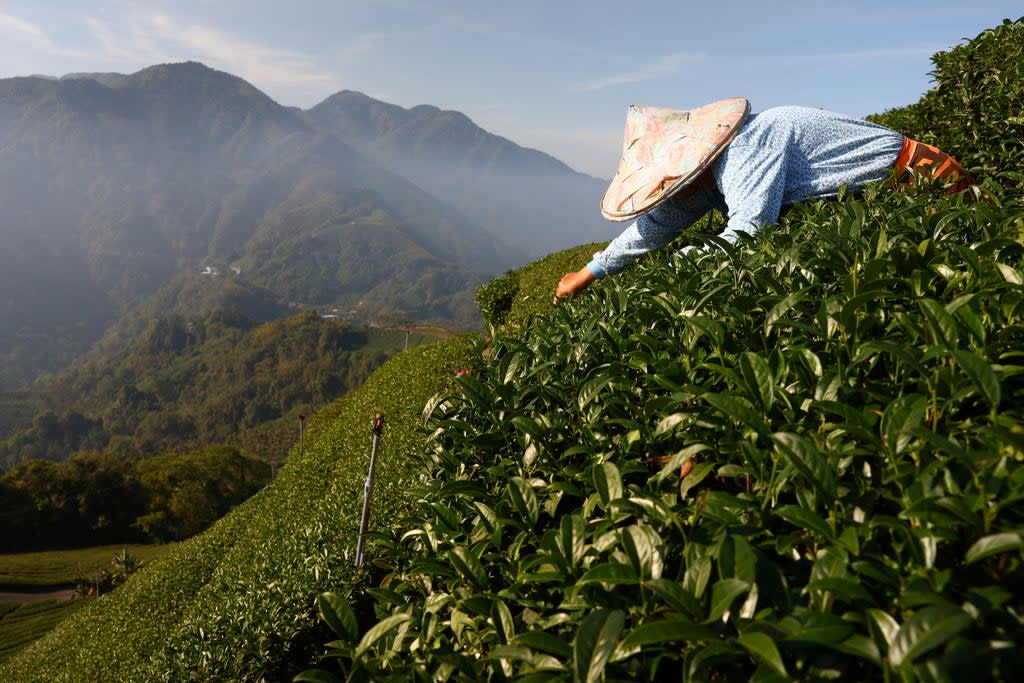 Harvesting staff collect leaves on a plantation in Jiayi (Reuters)