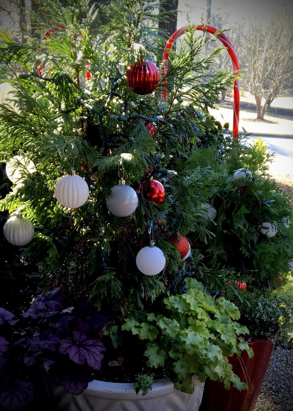 Decorated ‘Living Christmas Trees’ can be the thriller plants for your cool season color such as Primo Wild Rose and Dolce Appletini heuchera and Diamond Snow euphorbia.