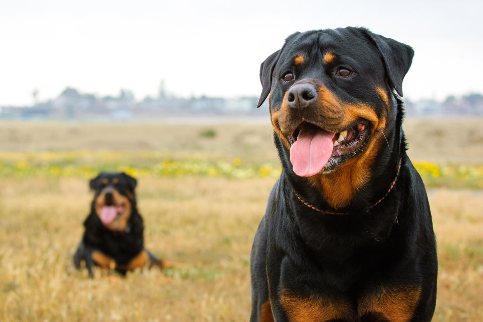 Rottweiler