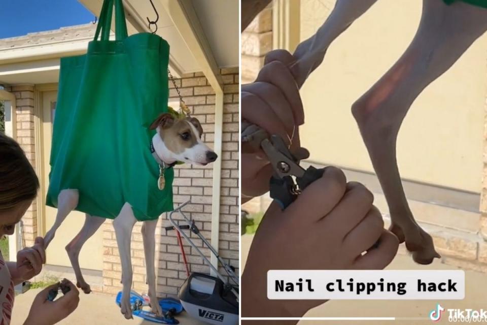 Screenshots of dog suspended in Woolies green bag while getting nails clipped. Source: TikTok/@iggyhoney