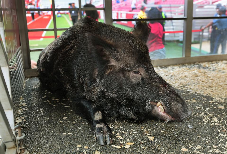 Arkansas mascot Tusk VI sits in his cage on the sideline at Razorback Stadium in Fayetteville on Saturday, Sept. 16, 2023. | Jeffrey D. Allred, Deseret News