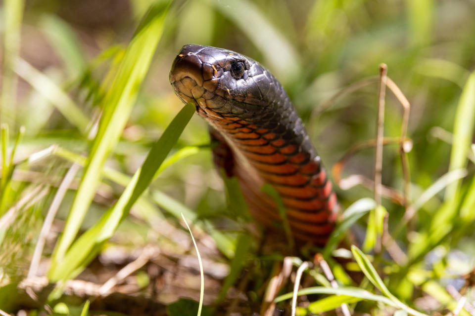 Although there are no records of red-bellied black snakes killing humans, their range has been depleted by urban expansion, and they are locally extinct in some regions. Source: Getty